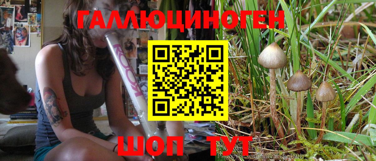 Псилоцибиновые грибы Psilocybe Кингисепп